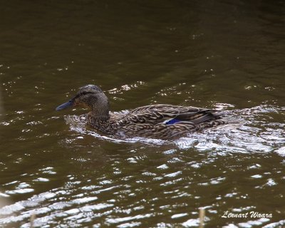 Grsand hona / Mallard female