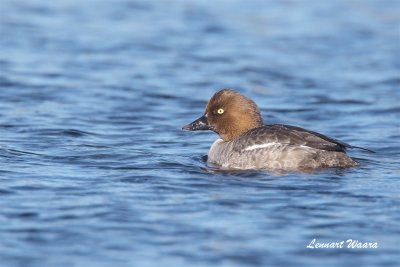 Knipa hona / Common Goldeneye  female