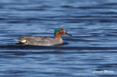 Kricka / Common Teal / Male