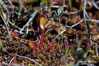 Sileshår / Oblong-leaved Sundew