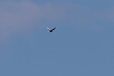 Vitvingad trna / White-winged Tern
