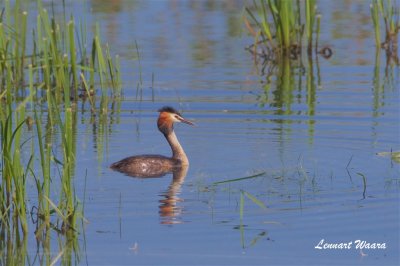 Skggdopping / Great Crested Grebe