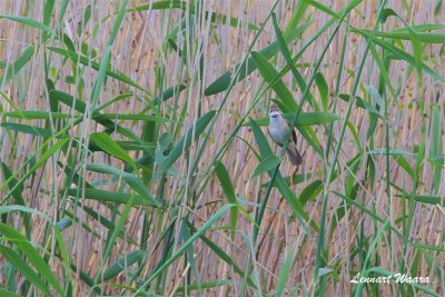 Trastsngare / Great Reed Warbler