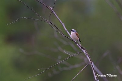 Trnskata / Red-backed Shrike / male