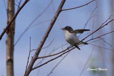 Svartvit flugsnappare / European Pied Flycatcher male