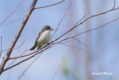 Svartvit flugsnappare / European Pied Flycatcher male