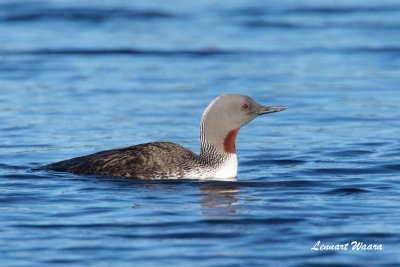 Smlom / Red-throated Loon