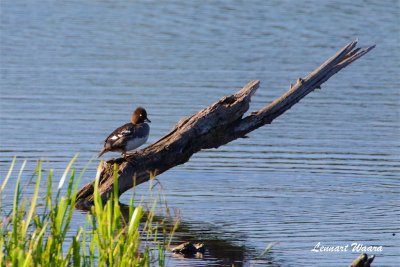 Knipa hona / Common Goldeneye  female