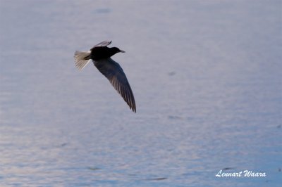 Svarttrna / Black Tern