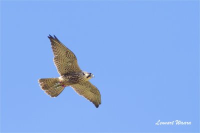 Pilgrimsfalk / Peregrine Falcon / 1k