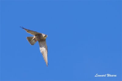 Pilgrimsfalk / Peregrine Falcon / 1k