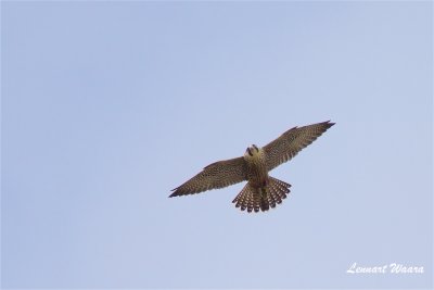 Pilgrimsfalk / Peregrine Falcon / 1k