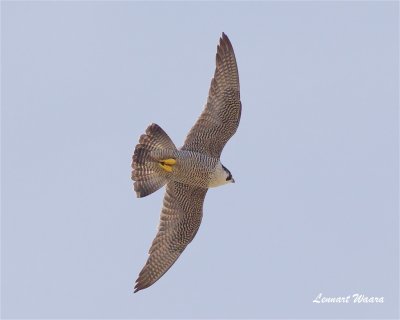 Pilgrimsfalk / Peregrine Falcon / ad female