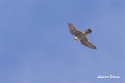 Pilgrimsfalk / Peregrine Falcon / ad male