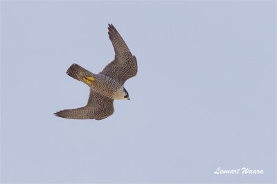 Pilgrimsfalk / Peregrine Falcon / ad female