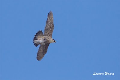 Pilgrimsfalk / Peregrine Falcon / ad female