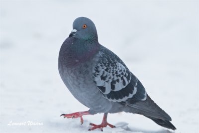 Klippduva / Rock Dove