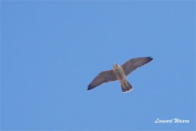 Pilgrimsfalk / Peregrine Falcon / ad female