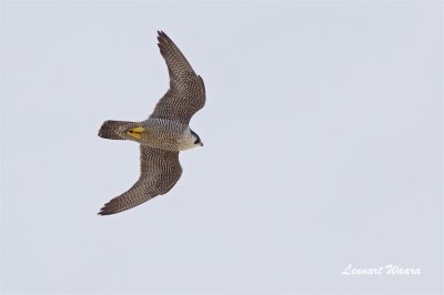 Pilgrimsfalk / Peregrine Falcon / ad female