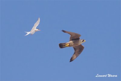 Pilgrimsfalk / Peregrine Falcon / ad female
