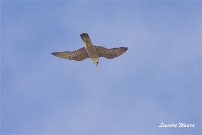 Pilgrimsfalk / Peregrine Falcon / ad male