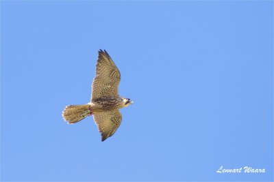 Pilgrimsfalk / Peregrine Falcon / 1k