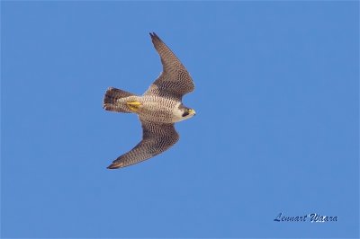 Pilgrimsfalk / Peregrine Falcon / ad female
