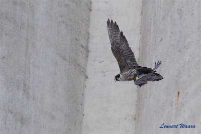 Pilgrimsfalk / Peregrine Falcon / ad female