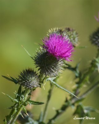 Vgtistel / Spear Thistle