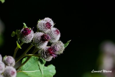 Ullkardborre / Lappa tomentosa