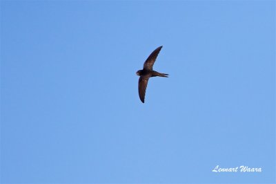 Tornseglare / Common Swift