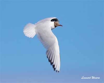 Skrattms / Black-headed Gull 