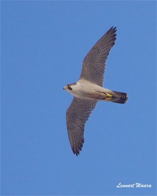 Pilgrimsfalk / Peregrine Falcon / ad female