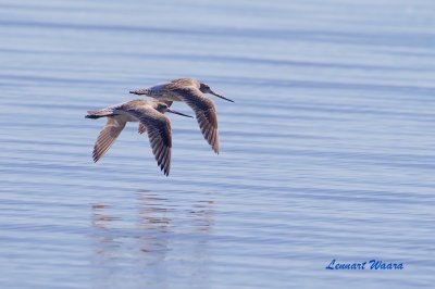 Myrspov / Bar-tailed Godwit