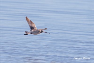 Myrspov / Bar-tailed Godwit