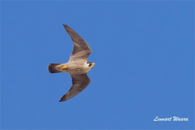 Pilgrimsfalk / Peregrine Falcon / ad female