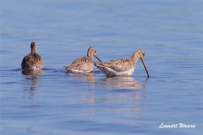 Myrspov / Bar-tailed Godwit