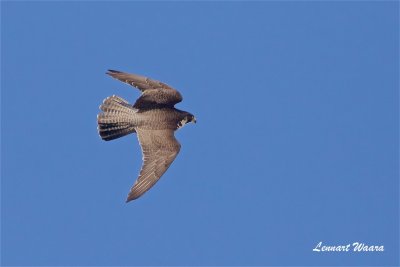 Pilgrimsfalk / Peregrine Falcon / ad female