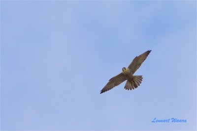 Pilgrimsfalk / Peregrine Falcon / 1k