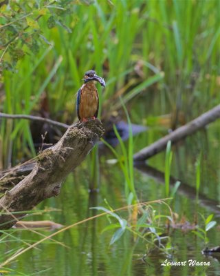 Kungsfiskare / Common Kingfisher