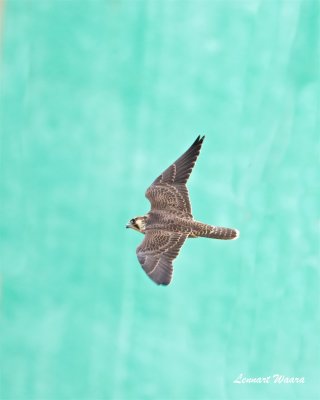 Pilgrimsfalk / Peregrine Falcon / 1k