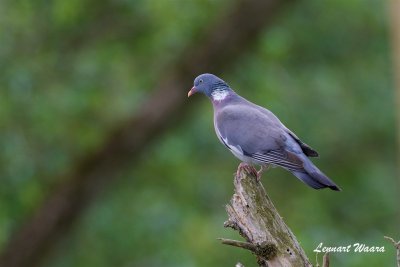 Ringduva / Common Wood Pidgeon