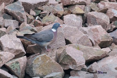 Ringduva / Common Wood Pidgeon