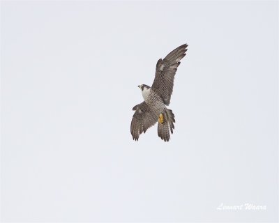 Pilgrimsfalk / Peregrine Falcon / ad male