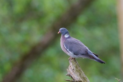 Ringduva / Common Wood Pidgeon