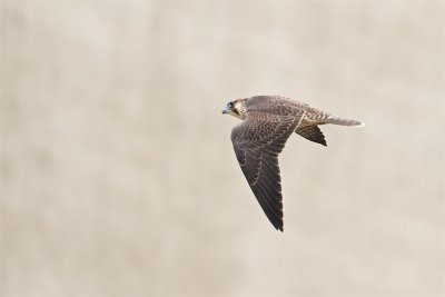 Pilgrimsfalk / Peregrine Falcon / 1k
