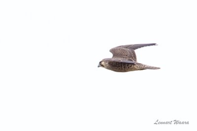 Pilgrimsfalk / Peregrine Falcon / 1k