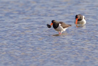 Strandskata / Eurasian Oystercatcher 