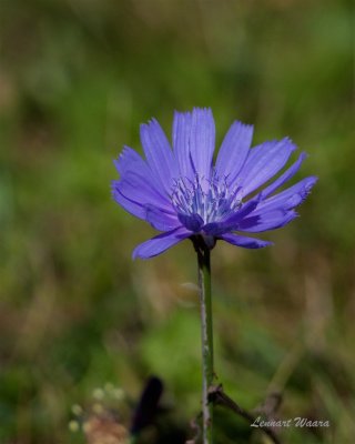 Cikoria / Chickory