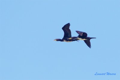 Storskarv / Great Cormorant